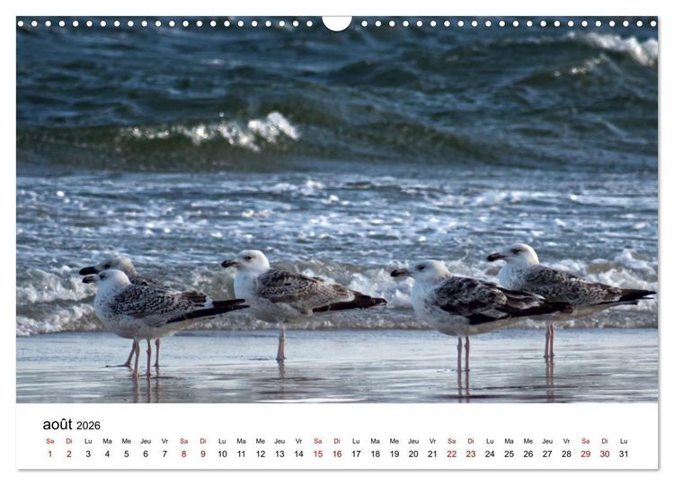 Produktbild: Dunes et mer - Une exp&eacute;rience nature (Calendrier mural 2026 DIN A3 vertical), CALVENDO calendrier mensuel