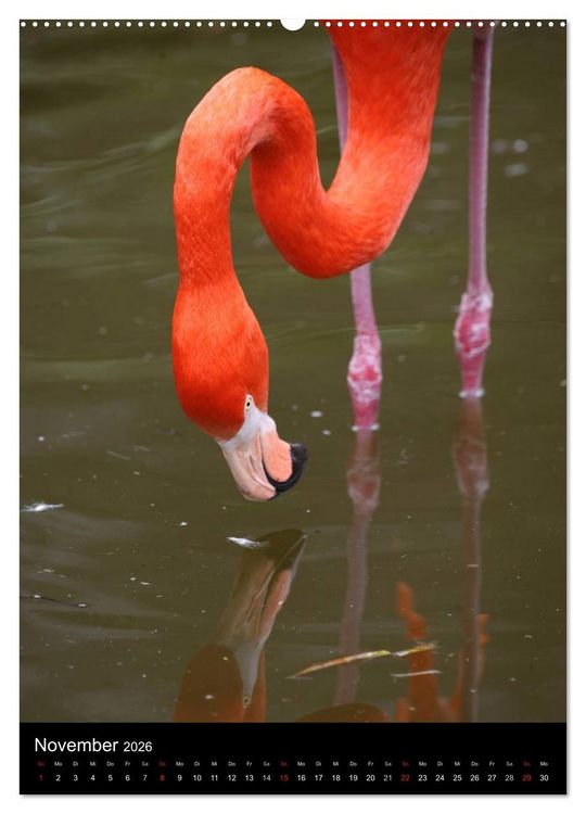 Produktbild: Flamingos - Eleganz in Rot und Rosa (Wandkalender 2026 DIN A2 hoch), CALVENDO Monatskalender