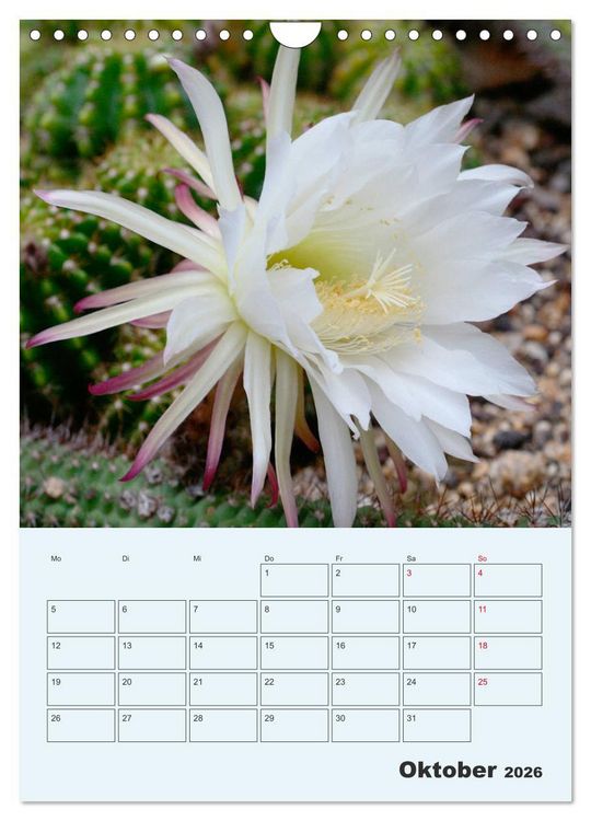 Produktbild: Wehrhafte Sukkulenten (Wandkalender 2026 DIN A4 hoch), CALVENDO Monatskalender