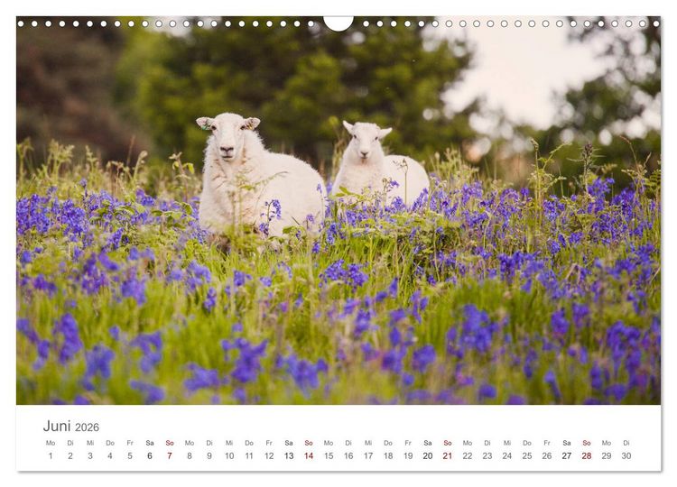 Produktbild: Schafe - Weich und wollig (Wandkalender 2026 DIN A3 quer), CALVENDO Monatskalender