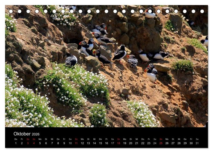 Produktbild: Puffins, Papageitauchern ganz nah (Tischkalender 2026 DIN A5 quer), CALVENDO Monatskalender