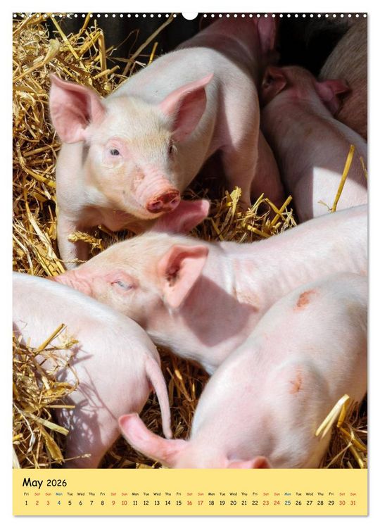 Produktbild: Just Pigs (High Quality Premium Wall Calendar 2026 DIN A2 portrait),CALVENDO 12 Month Wall Calendar