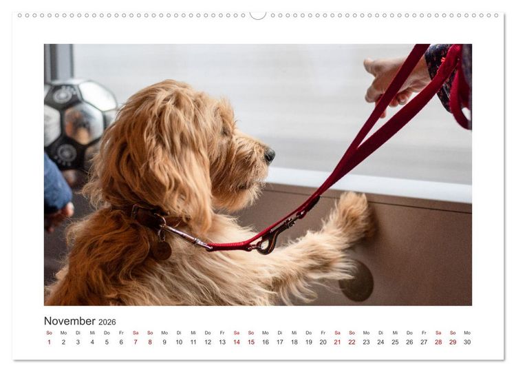 Produktbild: Mini Goldendoodle - Gl&uuml;ck ist ein Hund (Wandkalender 2026 DIN A2 quer), CALVENDO Monatskalender