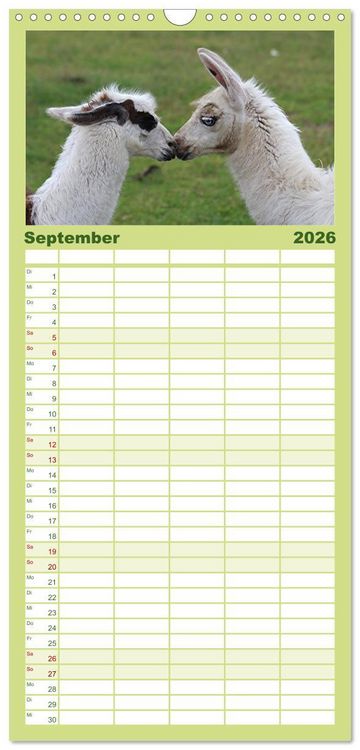Produktbild: Familienplaner 2026 - Lama-Kalender mit 5 Spalten (Wandkalender, 21 x 45 cm) CALVENDO