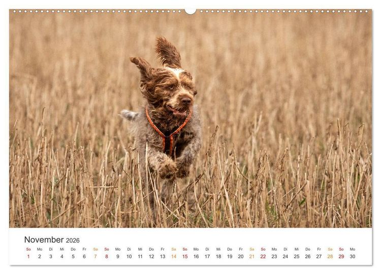 Produktbild: Treue Jagdgef&auml;hrten - Jagdhunderassen im Portrait (hochwertiger Premium Wandkalender 2026 DIN A2 quer), Kunstdruck in Hochglanz