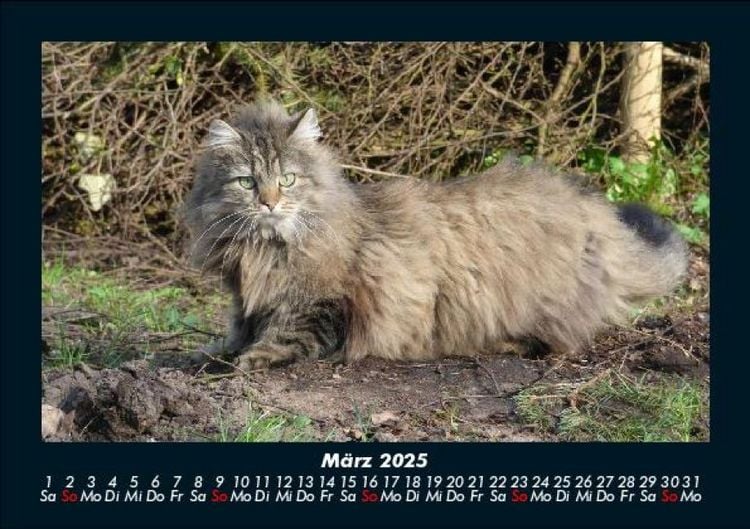 Produktbild: F&uuml;r Katzenfreunde 2025 Fotokalender DIN A5