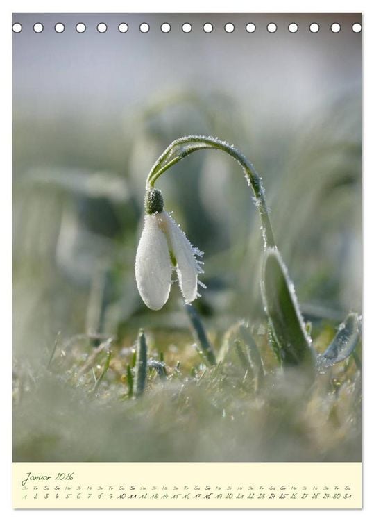 Produktbild: Bl&uuml;tenzauber im Garten (Tischkalender 2026 DIN A5 hoch), CALVENDO Monatskalender