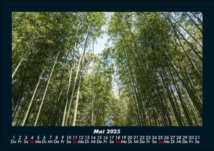 Produktbild: B&auml;ume 2025 Fotokalender DIN A5