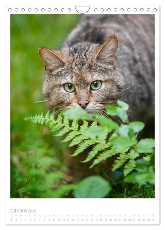 Produktbild: Chats forestiers (Calendrier mural 2026 DIN A4 horizontal), CALVENDO calendrier mensuel