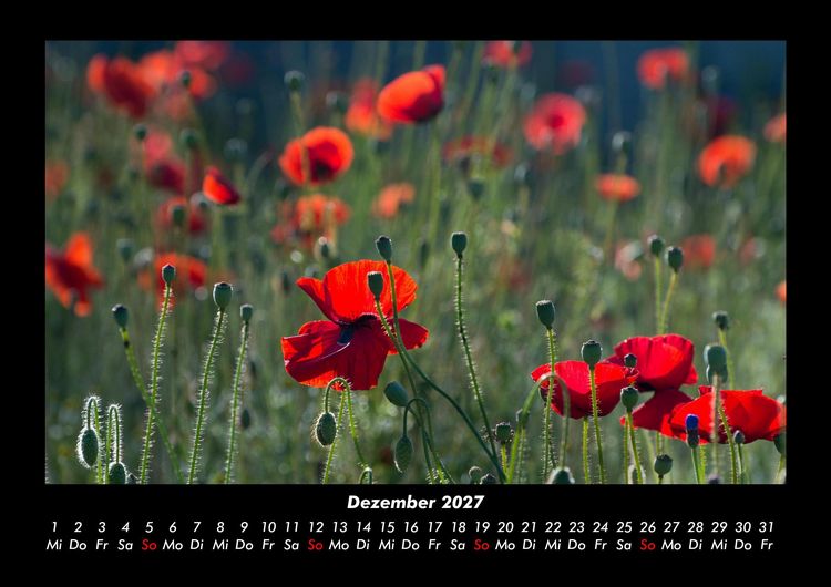 Produktbild: Blumentr&auml;ume 2027 Fotokalender DIN A3