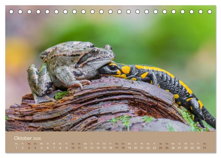 Produktbild: Jenseits der Z&auml;une (Tischkalender 2026 DIN A5 quer), CALVENDO Monatskalender