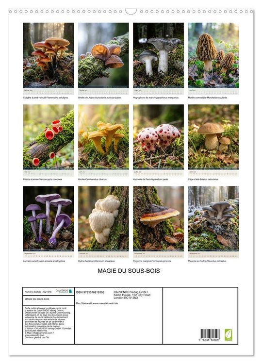Produktbild: MAGIE DU SOUS-BOIS (Calendrier mural 2027 DIN A2 horizontal), CALVENDO calendrier mensuel