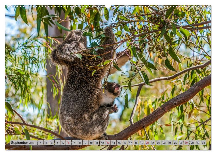 Produktbild: Australische Koalas (Wandkalender 2026 DIN A2 quer), CALVENDO Monatskalender