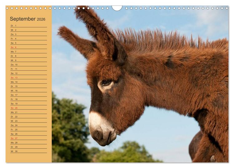 Produktbild: Gro&szlig;esel an der Loreley (Wandkalender 2026 DIN A3 quer), CALVENDO Monatskalender
