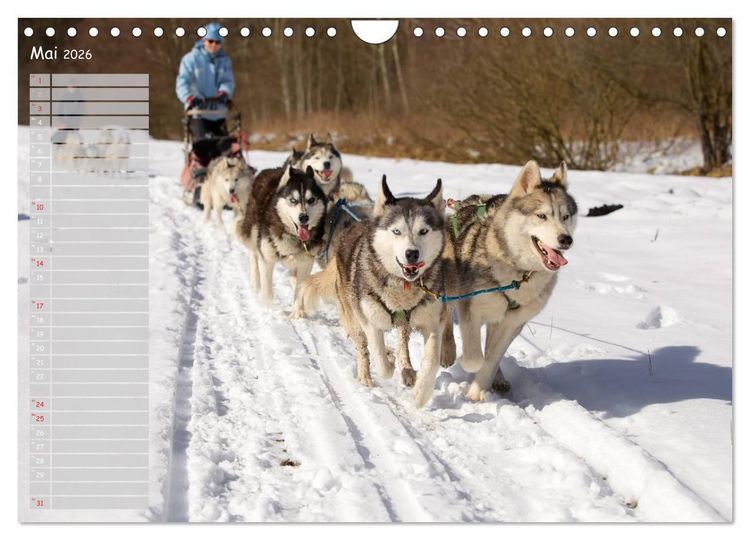 Produktbild: Huskies! (Wandkalender 2026 DIN A4 quer), CALVENDO Monatskalender