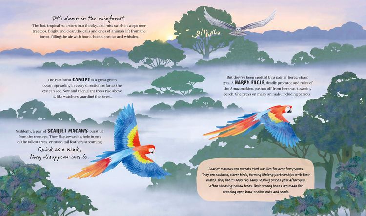 Produktbild: A Rainforest Story