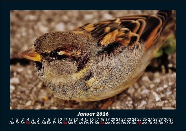 Produktbild: Vogelparadies 2026 Fotokalender DIN A5