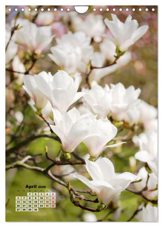 Produktbild: Magnolien Ein Fr&uuml;hlingstraum (Wandkalender 2026 DIN A4 hoch), CALVENDO Monatskalender