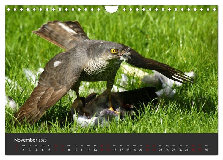 Produktbild: Faszination der Greifv&ouml;gel und Geier (Wandkalender 2026 DIN A4 quer), CALVENDO Monatskalender