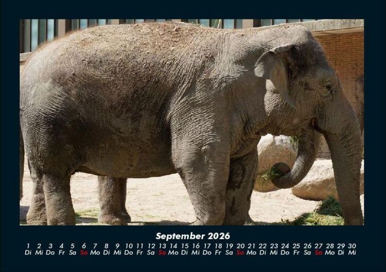 Produktbild: Elefanten - Die sanften Riesen Afrikas 2026 Fotokalender DIN A4