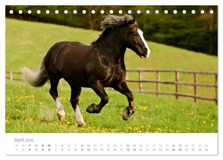 Produktbild: Faszination Schwarzw&auml;lder Kaltblut (Tischkalender 2026 DIN A5 quer), CALVENDO Monatskalender