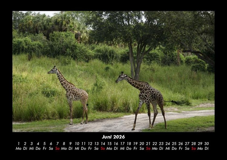 Produktbild: Welt der Tiere 2026 Fotokalender DIN A3