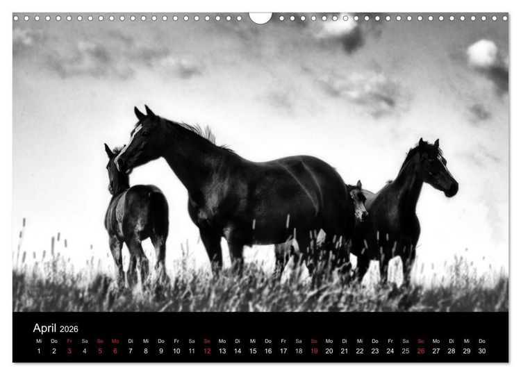Produktbild: Pferde 2026 Wild Thing (Wandkalender 2026 DIN A3 quer), CALVENDO Monatskalender