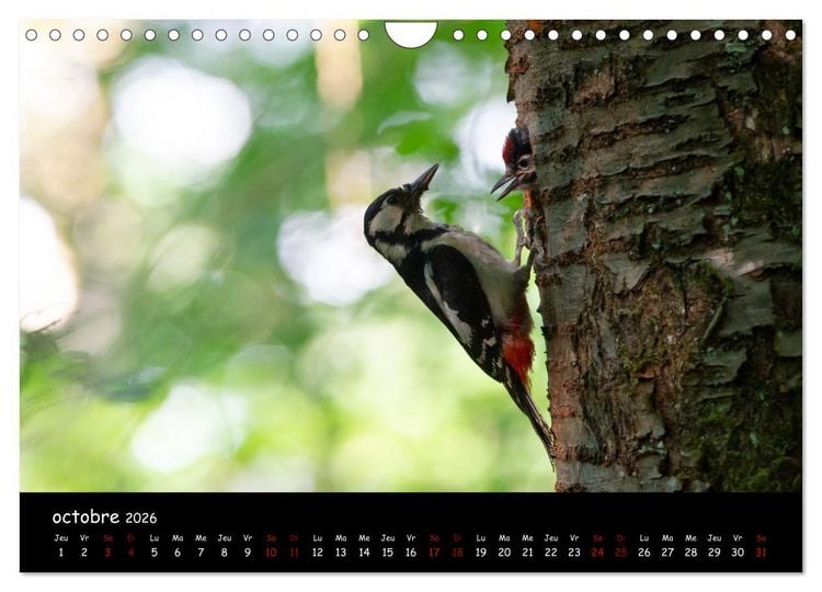 Produktbild: La nature pr&egrave;s de chez vous (Calendrier mural 2026 DIN A4 vertical), CALVENDO calendrier mensuel