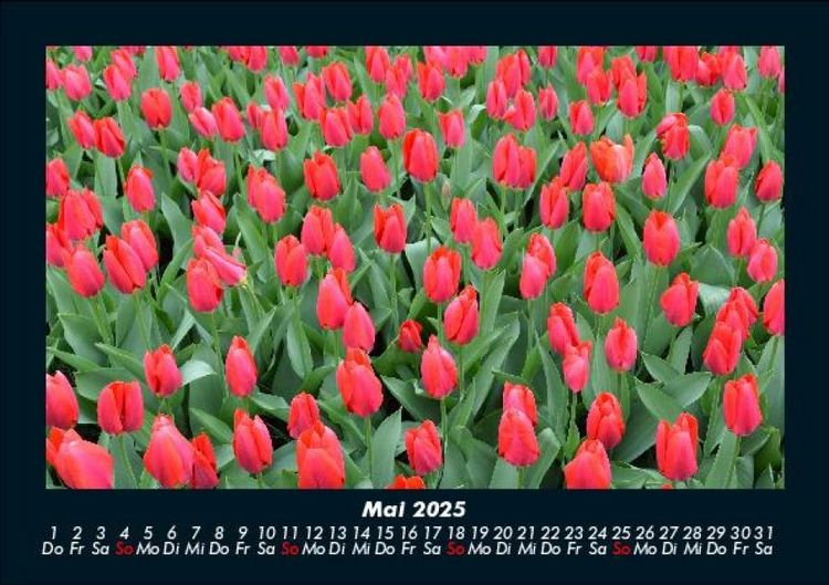 Produktbild: Blumenzauber 2025 Fotokalender DIN A5