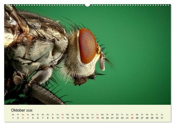 Produktbild: Insekten. Faszinierend und wichtig (Wandkalender 2026 DIN A2 quer), CALVENDO Monatskalender