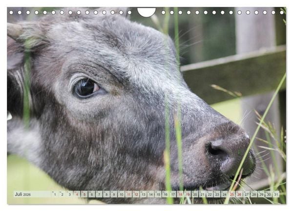 Produktbild: Alpenrinder (Wandkalender 2026 DIN A4 quer), CALVENDO Monatskalender