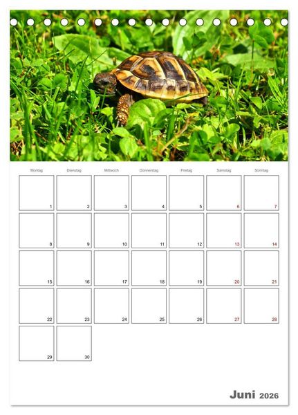 Produktbild: Langsame Schildkr&ouml;ten (Tischkalender 2026 DIN A5 hoch), CALVENDO Monatskalender