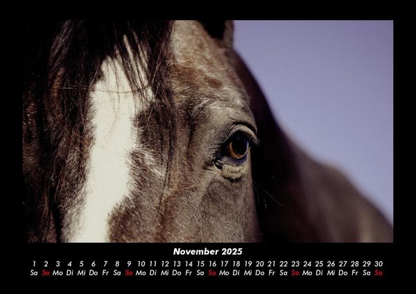 Produktbild: Pferdegefl&uuml;ster 2025 Fotokalender DIN A3