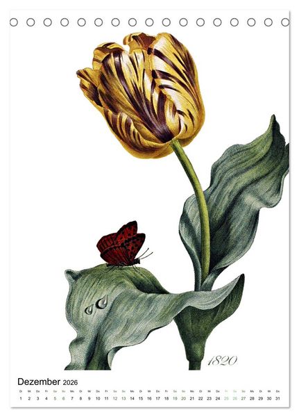 Produktbild: Tulpen - Jahr (Tischkalender 2026 DIN A5 hoch), CALVENDO Monatskalender