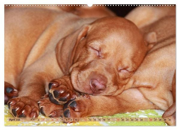 Produktbild: Magyar Vizsla - Vielseitiger Jagdhund mit Familienanschluss (Wandkalender 2026 DIN A2 quer), CALVENDO Monatskalender