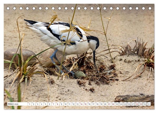 Produktbild: Sturmerprobt - V&ouml;gel an Nordfrieslands K&uuml;ste (Tischkalender 2026 DIN A5 quer), CALVENDO Monatskalender