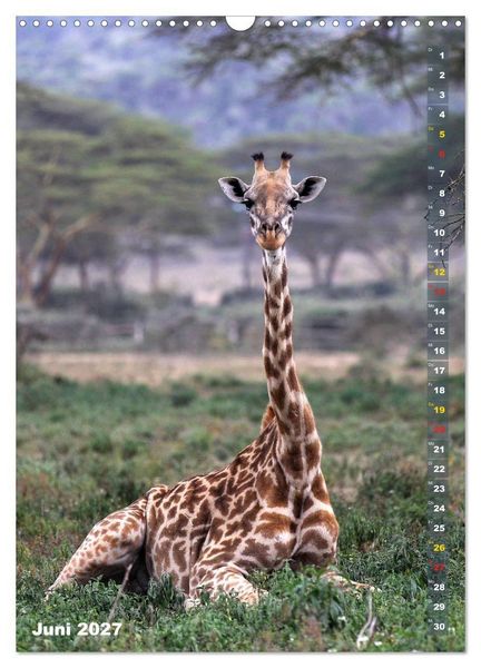 Produktbild: Giraffen - Anmut und Sanftheit (Wandkalender 2027 DIN A3 hoch), CALVENDO Monatskalender