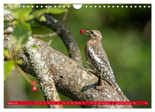 Produktbild: LA FOR&Ecirc;T DES PICS (Calendrier mural 2026 DIN A4 vertical), CALVENDO calendrier mensuel