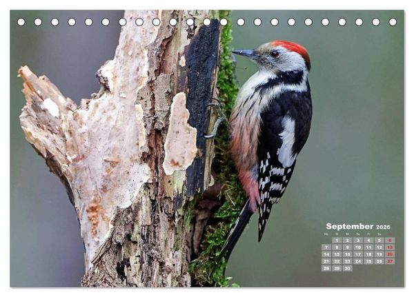 Produktbild: Echte Spechte (Tischkalender 2026 DIN A5 quer), CALVENDO Monatskalender