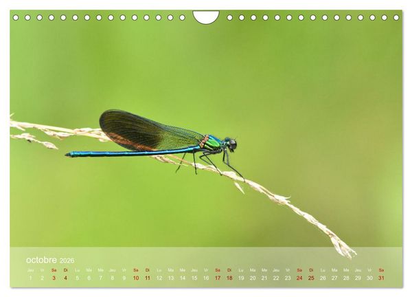 Produktbild: Oiseaux, Papillons et Libellules (Calendrier mural 2026 DIN A4 vertical), CALVENDO calendrier mensuel