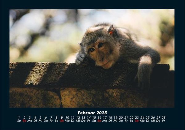 Produktbild: Tierkalender 2025 Fotokalender DIN A4