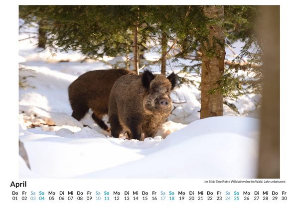 Produktbild: WIldschweine im Winter