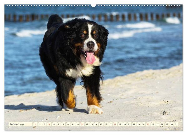 Produktbild: Berner Sennenhunde am Strand (Wandkalender 2026 DIN A2 quer), CALVENDO Monatskalender