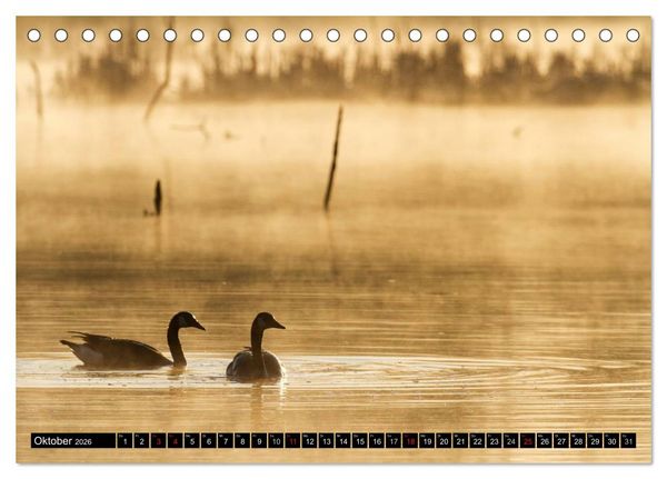 Produktbild: KANADA-GANS - Der 'hupende' Vogel (Tischkalender 2026 DIN A5 quer), CALVENDO Monatskalender