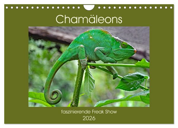 Chamäleons - faszinierende Freak Show (Wandkalender 2026 DIN A4 quer), CALVENDO Monatskalender