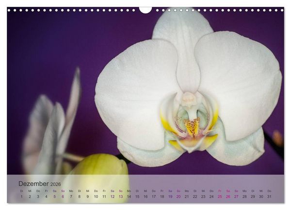 Produktbild: Phalaenopsis - die zauberhafte Welt der Orchideen (Wandkalender 2026 DIN A3 quer), CALVENDO Monatskalender