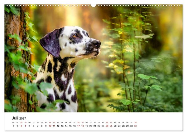 Produktbild: Dalmatiner - Mehr als nur Punkte! (Wandkalender 2027 DIN A2 quer), CALVENDO Monatskalender