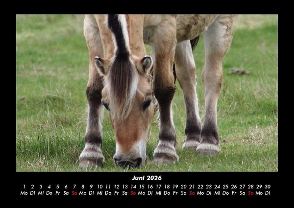 Produktbild: Welt der Pferde 2026 Fotokalender DIN A3