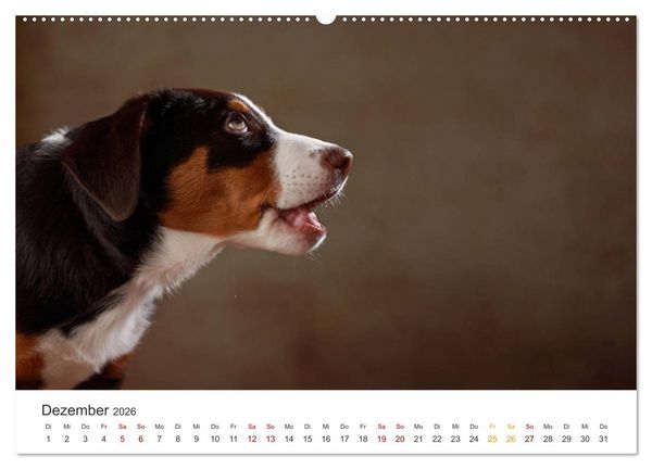 Produktbild: Welpenblicke (hochwertiger Premium Wandkalender 2026 DIN A2 quer), Kunstdruck in Hochglanz