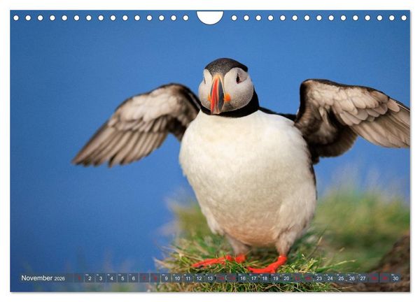 Produktbild: Puffins - Papageientaucher auf Island (Wandkalender 2026 DIN A4 quer), CALVENDO Monatskalender